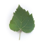 Linden Leaf 2