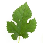 Black Mulberry Leaf 2