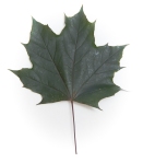 Norway Maple Leaf 2